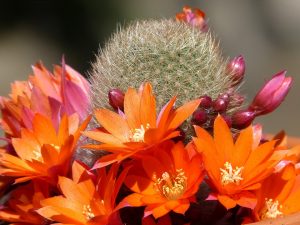 flori cactus