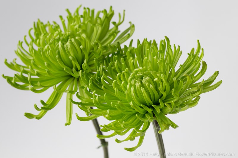 chrysanthemum green