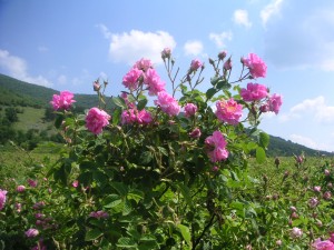 rosa damaschena