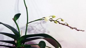 orhidee tija 