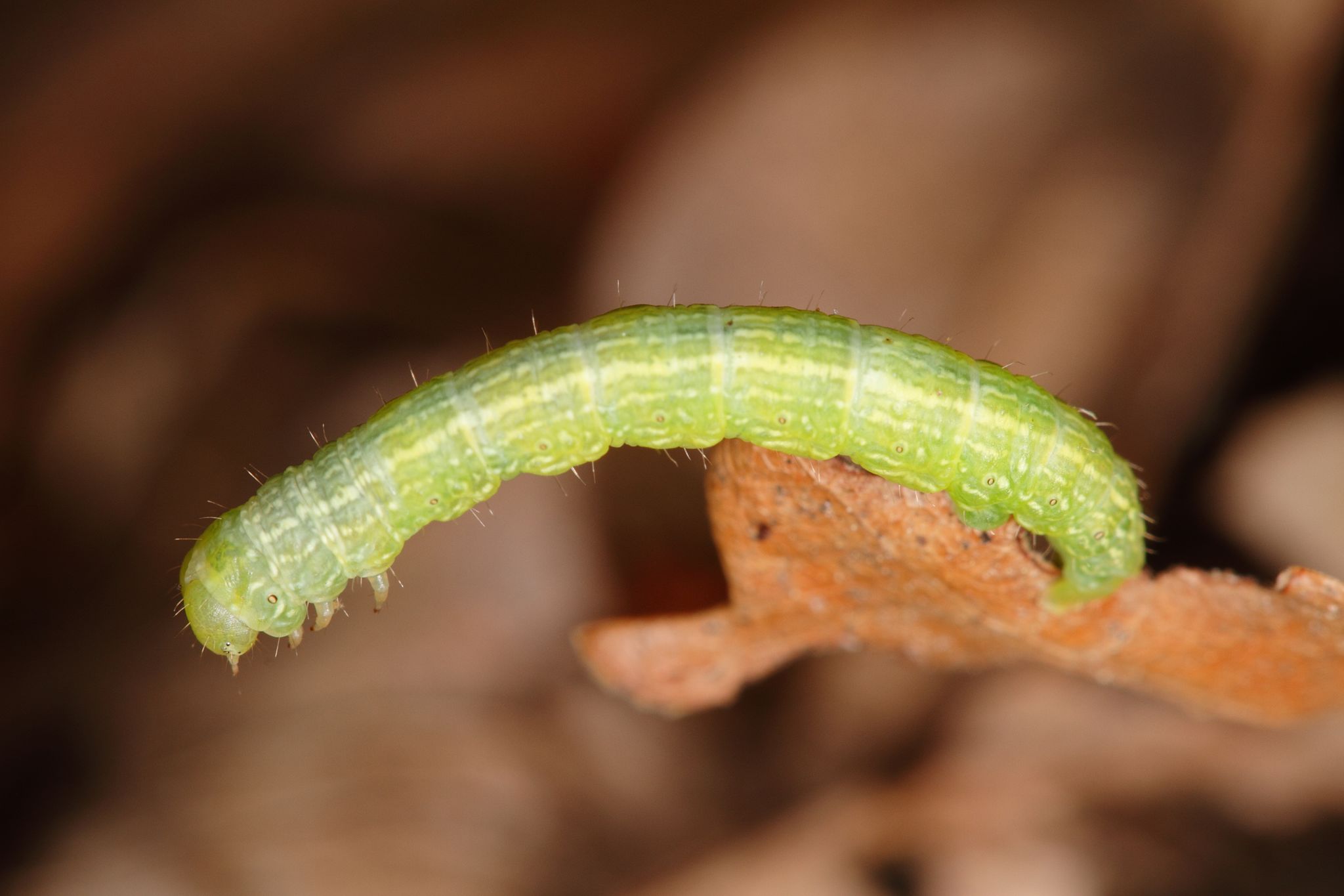 viermi verzi papilomas frământate recenzii
