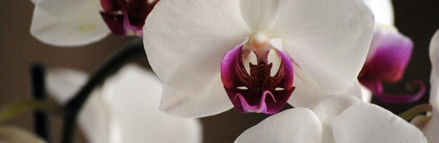 reinflorirea orhideelor