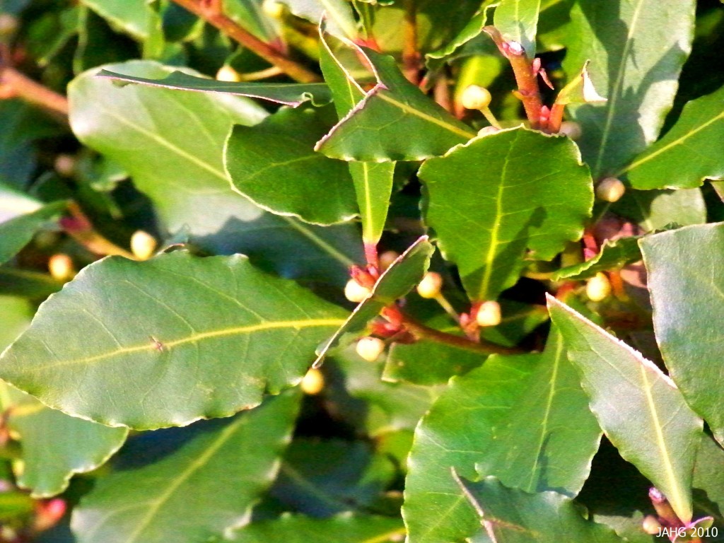 Frunzele de dafin verzi sunt toxice