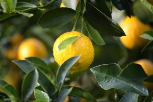 citrus limon