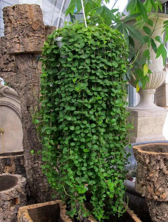 Cele mai frumoase 10 curgatoare pentru jardiniere ghivece suspendate - FLORILOR