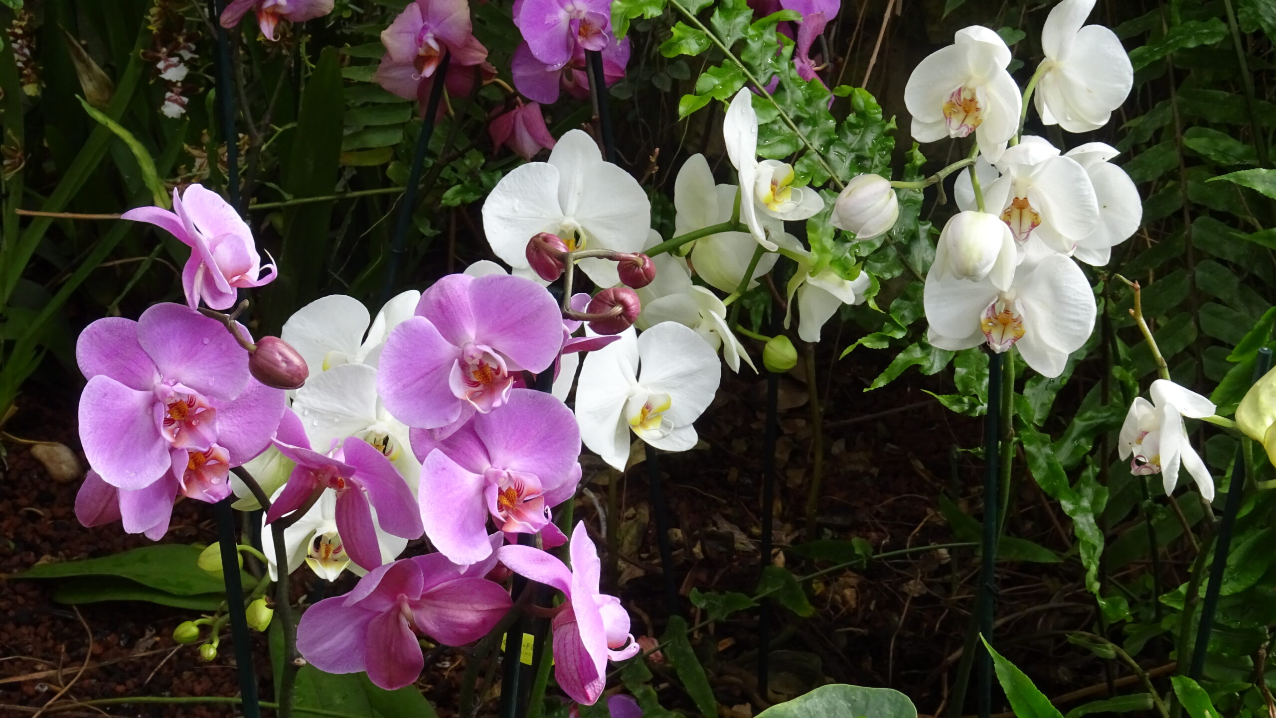 tratament anti-imbatranire cu orhidee