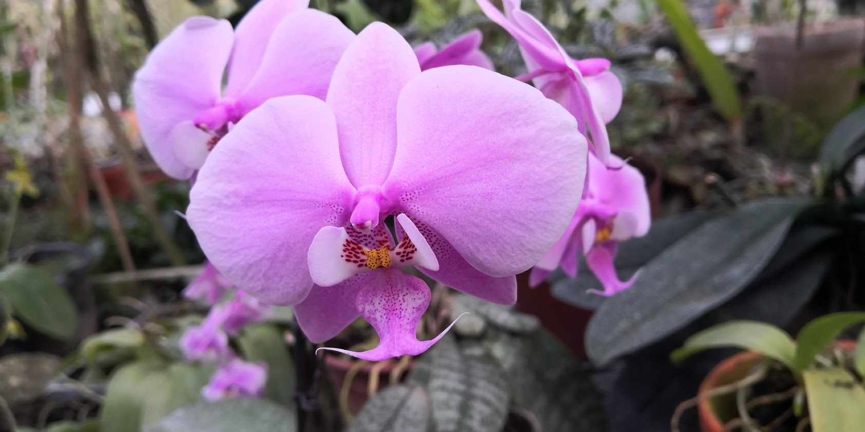tratament anti-imbatranire cu orhidee)