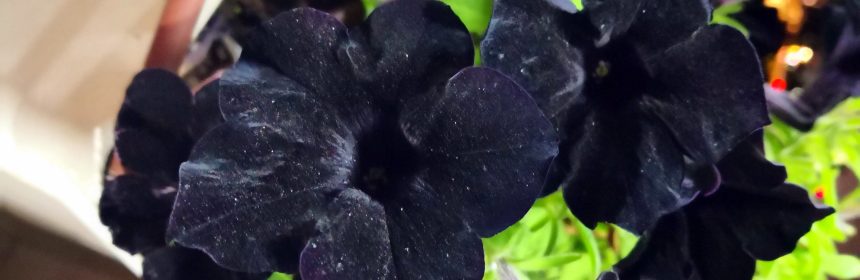 petunia neagra