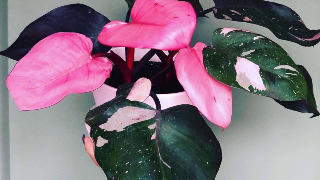 frunze roz pink pricess philodendron